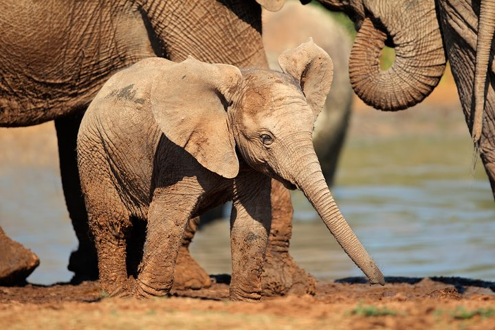 Elephant calf drinking water in Addo Elephant National Park 